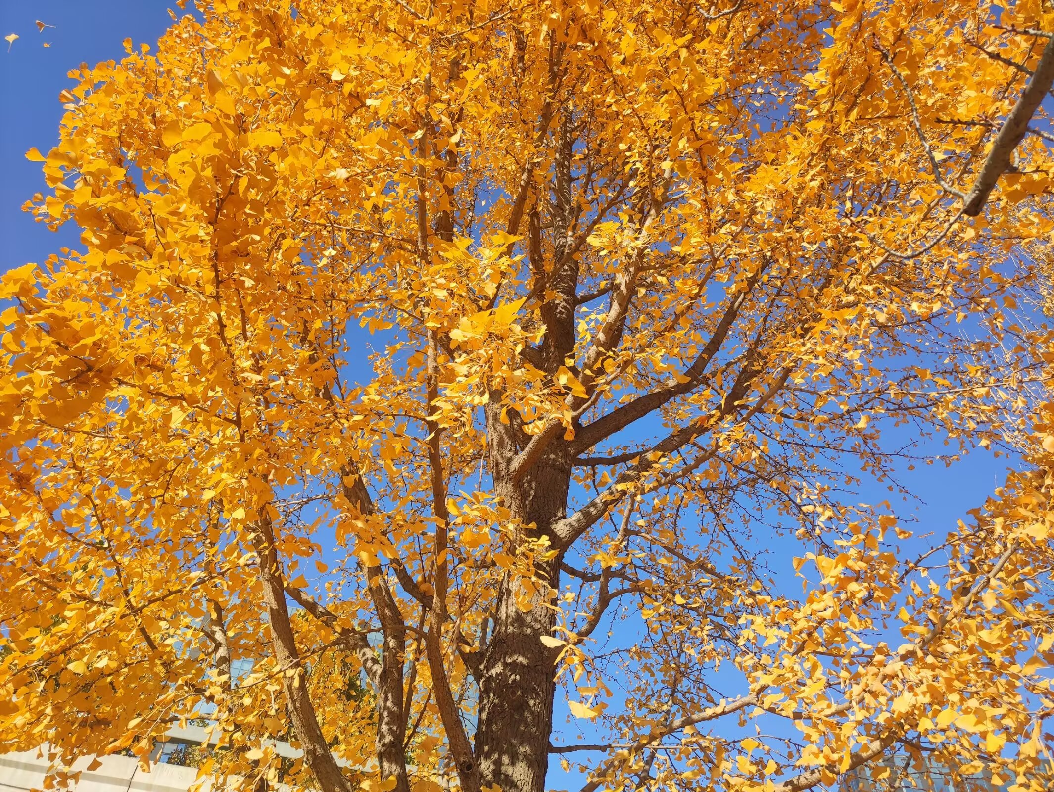 银杏树
